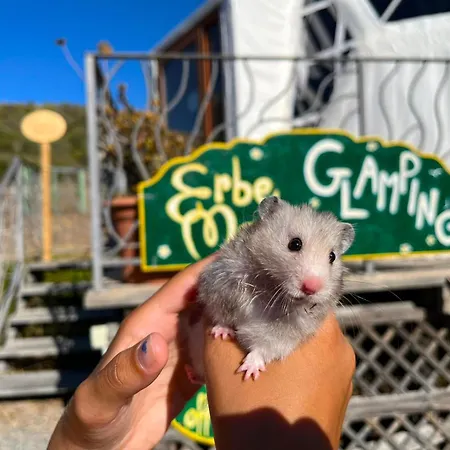 Glamping Erbe Matte